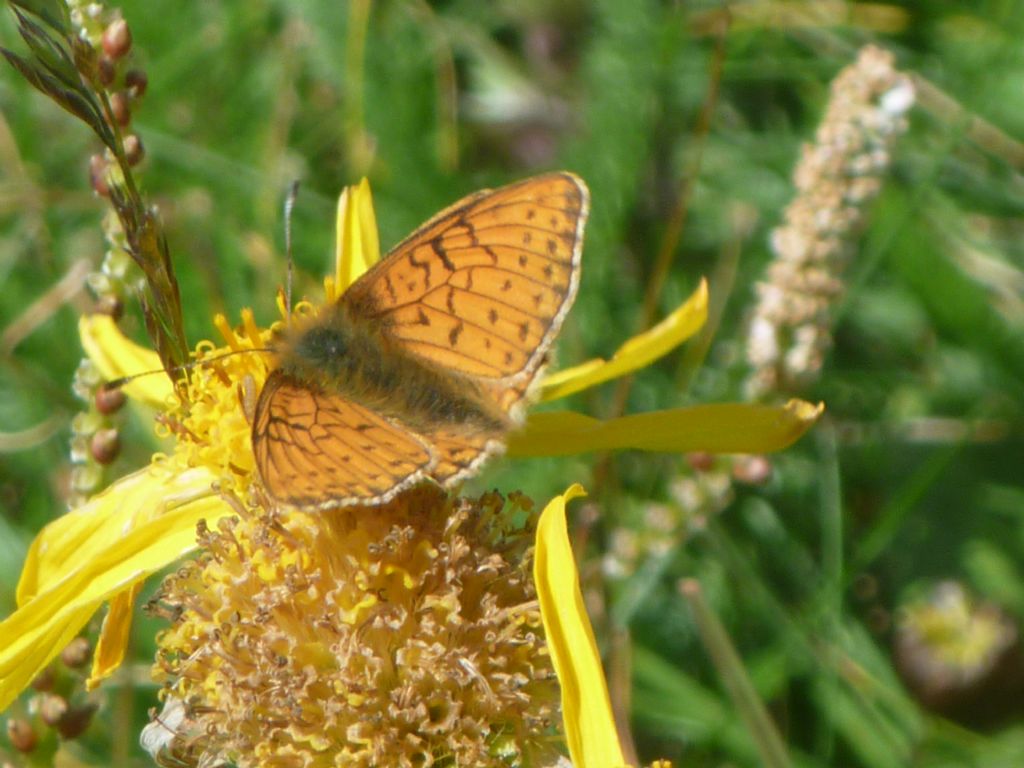 Maschi di Boloria napaea - Nymphalidae